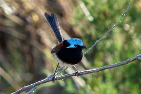 Red Winged Fairy Wren