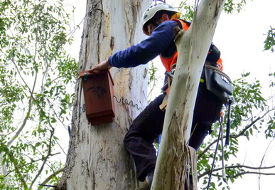 Nest box installation